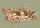 Holzbausatz Puzzle Oldtimer